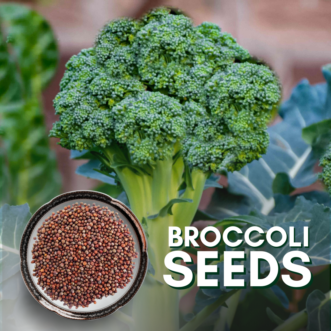 Green Paradise® Broccoli Seeds