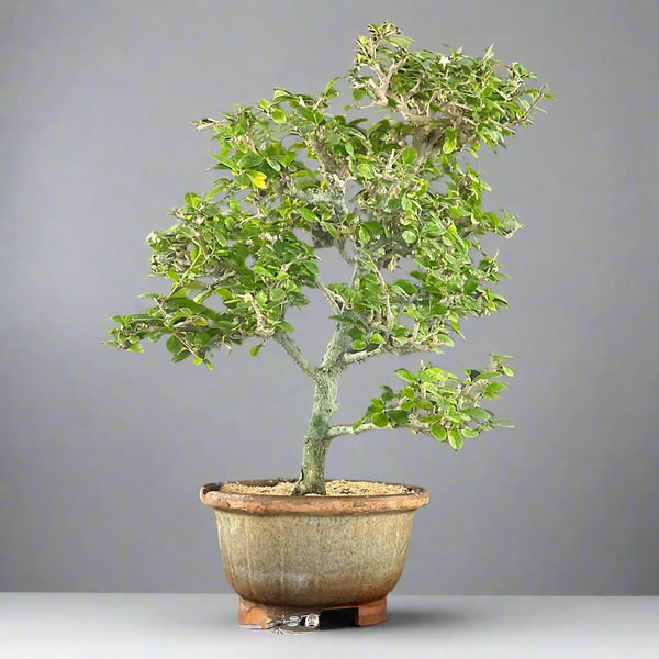 Green Paradise Carmona Bonsai tree code 0144