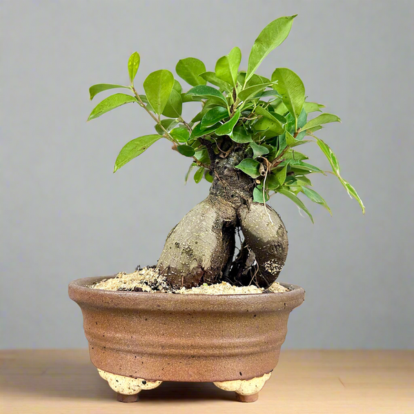 Green Paradise Ficus Ginseng Tree with ceramic planter code  021