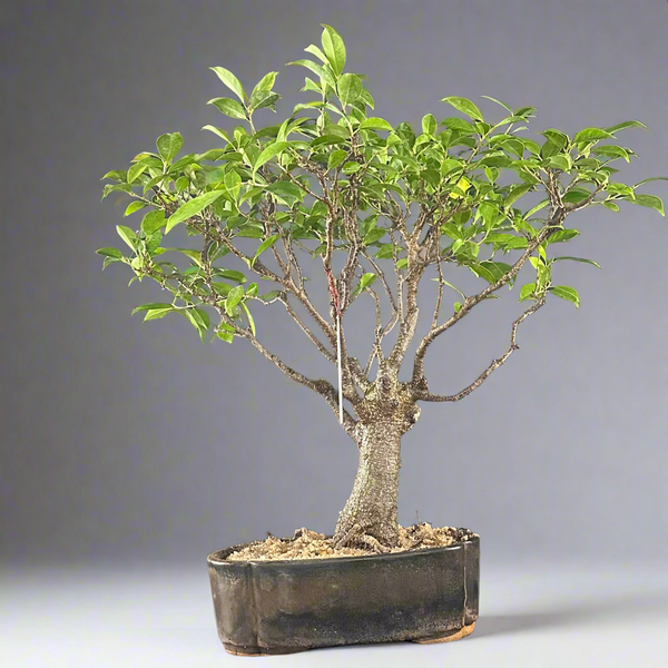 Ficus tigerbark Ficus Microcarpa Bonsai  tree