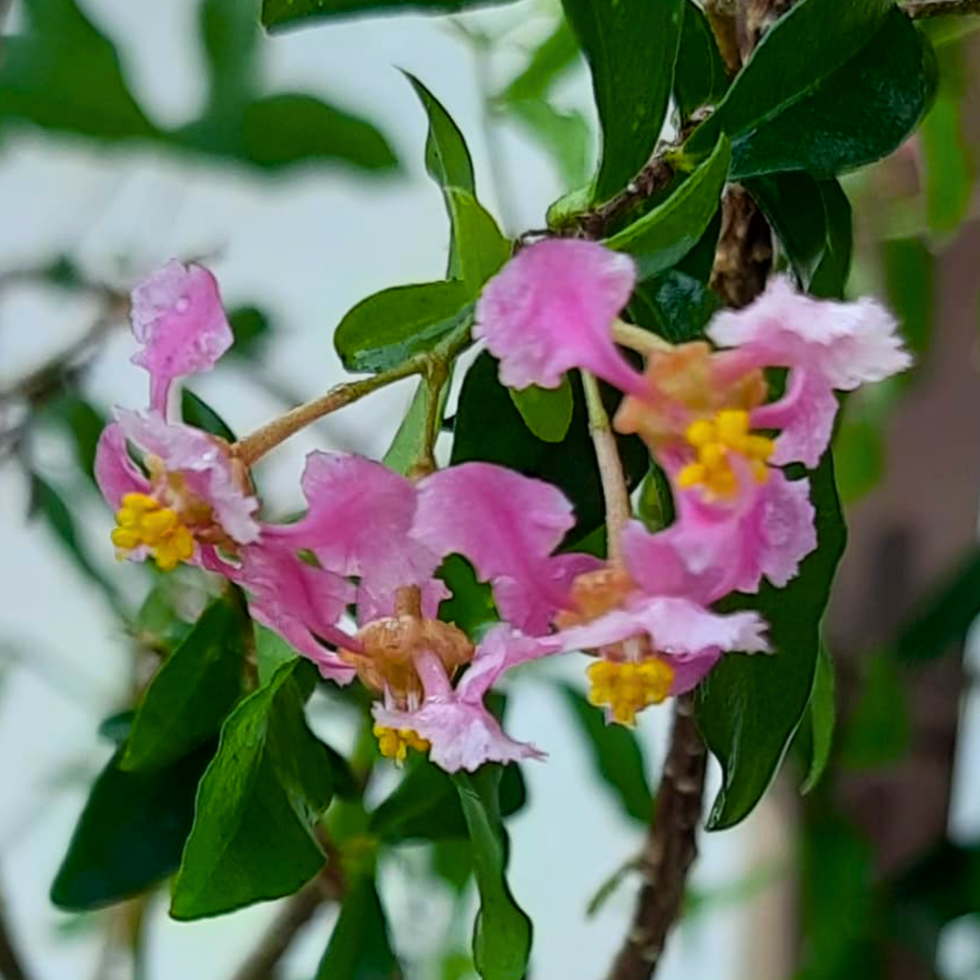 Malpighia Dwarf Cherry Blossom Bonsai Sapling Plant