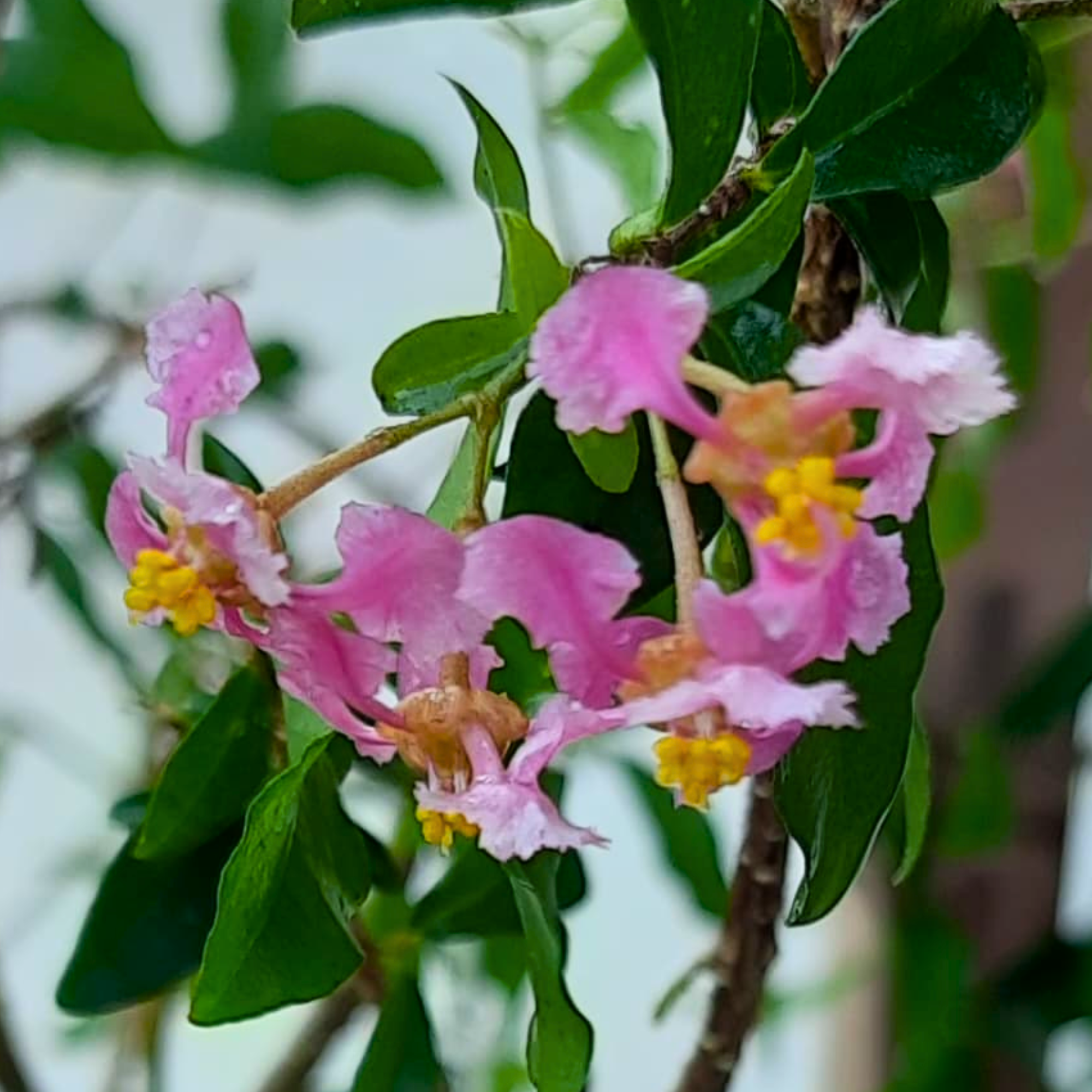 Malpighia Dwarf Cherry Blossom Bonsai Suitable Sapling Plant