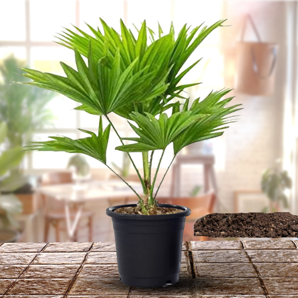 Table Palm Live Plant Chinese Palm Live Plant