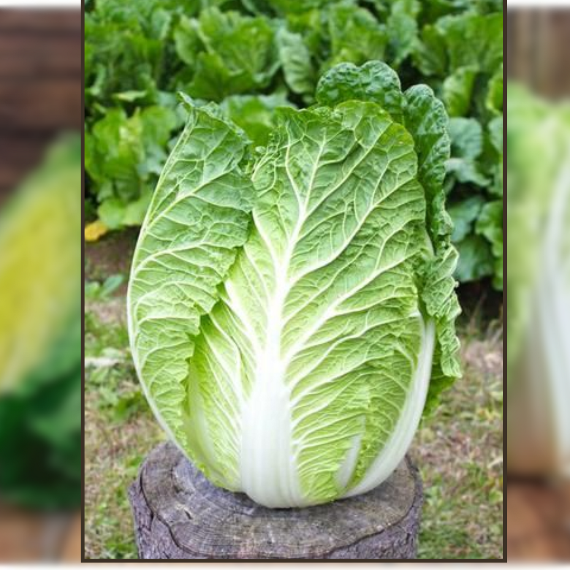 Green Paradise® Chinese Cabbage Seeds F1 Hybrid Seeds