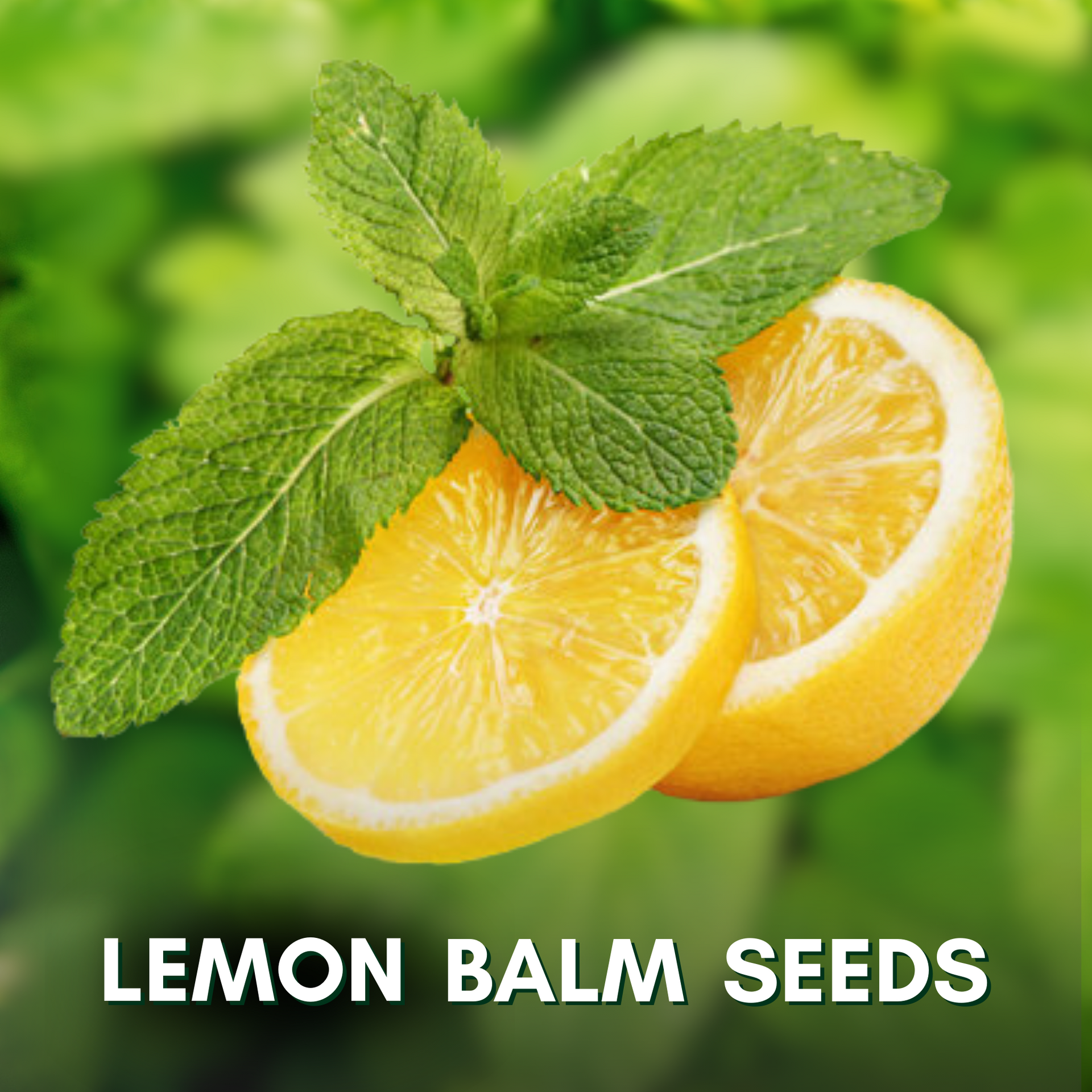 Green Paradise® Lemon Balm (Herbs) Seeds Pack