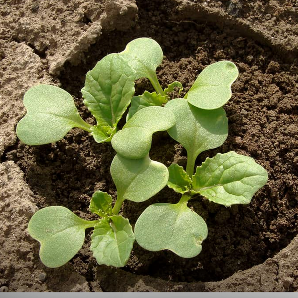 Green Paradise® Chinese Cabbage Seeds F1 Hybrid Seeds