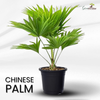 Table Palm Live Plant Chinese Palm Live Plant