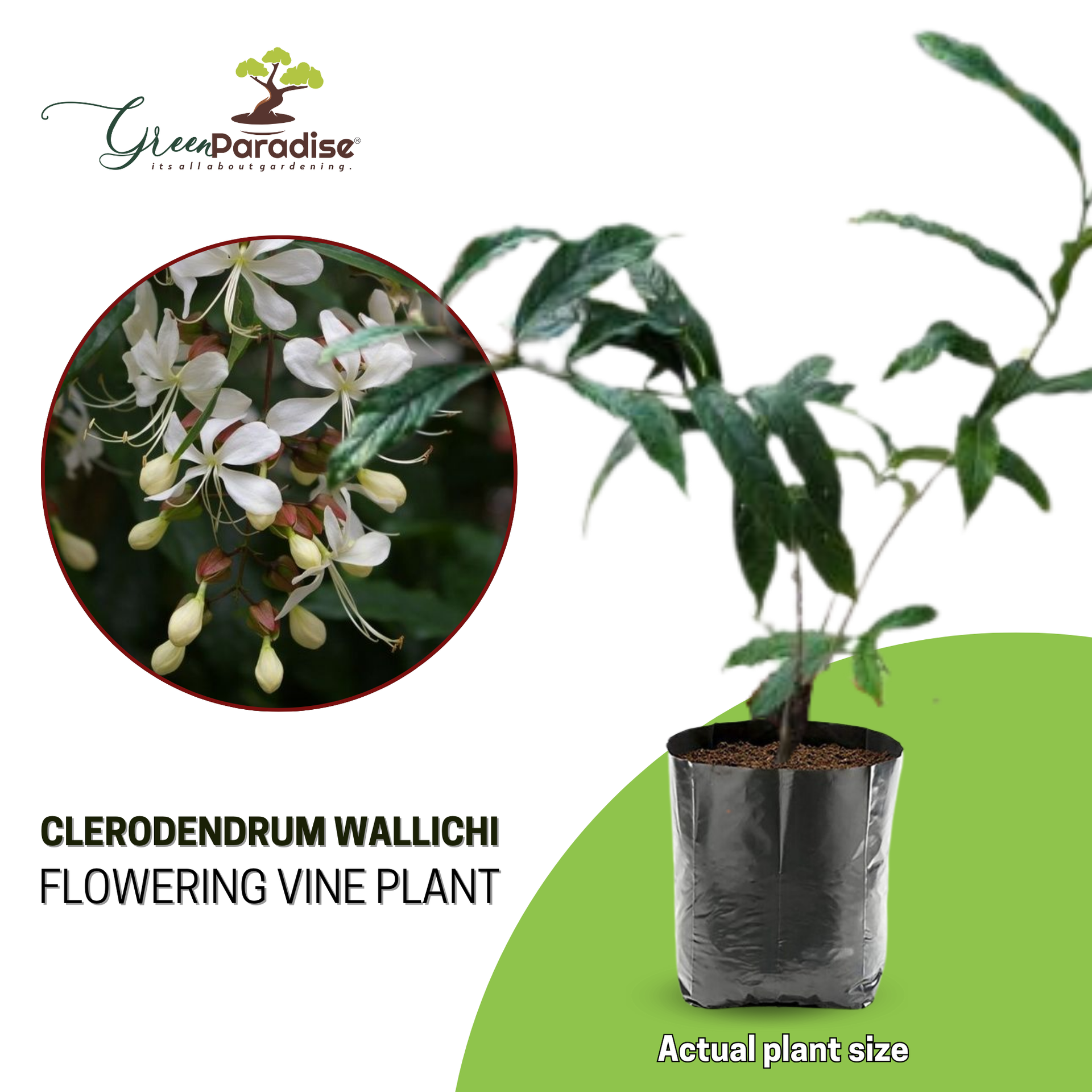 Clerodendrum wallichii Beautiful Rare white flowering Semi Creeper plant