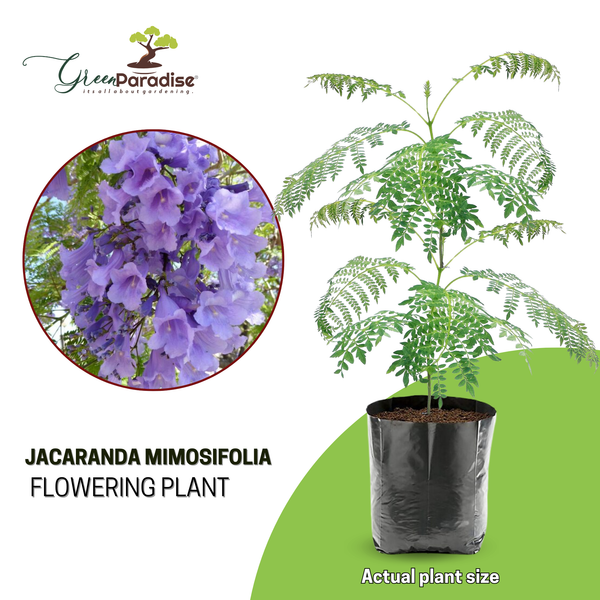 Green Paradise Jacaranda Mimosifolia Plant
