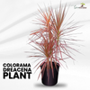Dreceana Colorama Indoor Live Plant