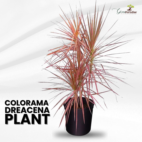 Dreceana Colorama Indoor Live Plant