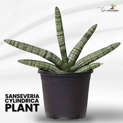 Sansevieria Cylindrica Live Airpurifier Indoor Plant with A Beautiful Pot