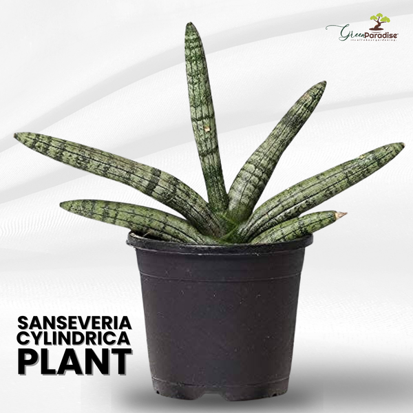 Sansevieria Cylindrica Live Airpurifier Indoor Plant with A Beautiful Pot