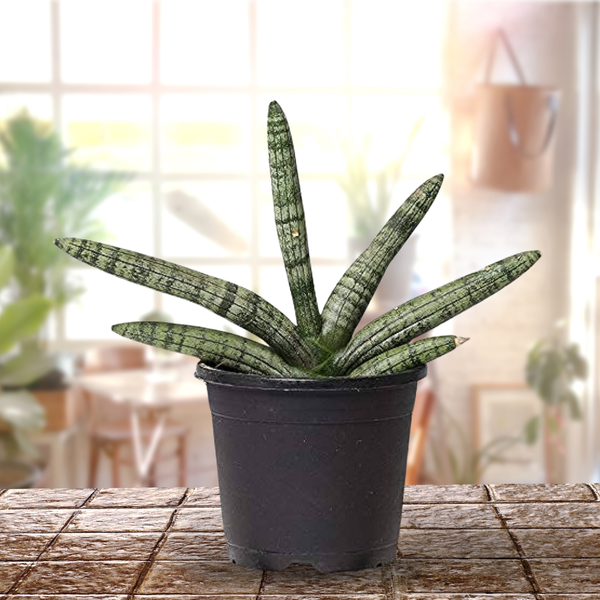 Sansevieria Cylindrica Live Airpurifier Indoor Plant with A Beautiful Pot