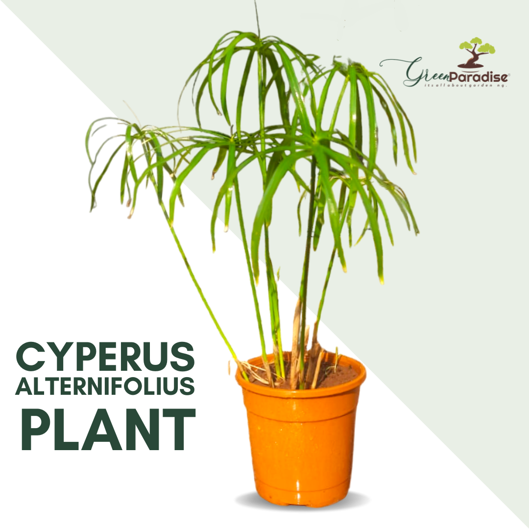 Cyperus Alternifolius Indoor Live Plant
