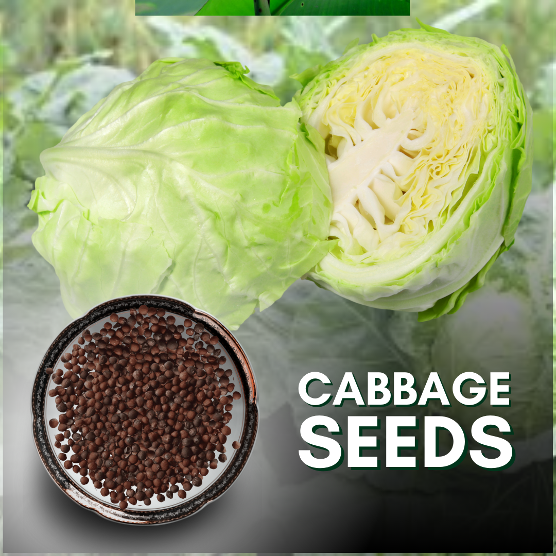 Green Paradise® Cabbage Seeds