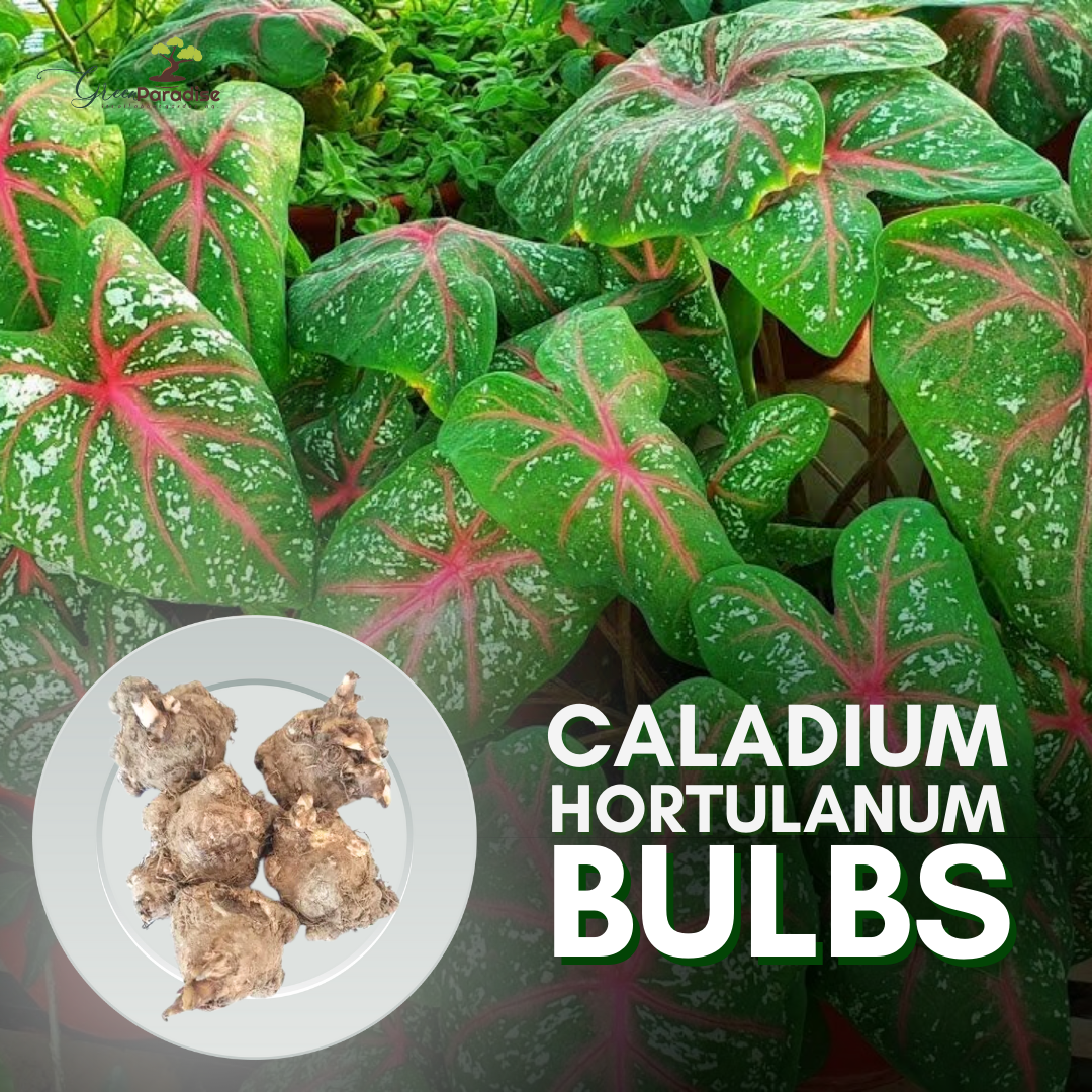 Green Paradise Caladium Hortulanum 5 Fresh Multi colour Bulbs
