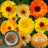 Green Paradise® Calendula Mix (Improved) Seeds Pack