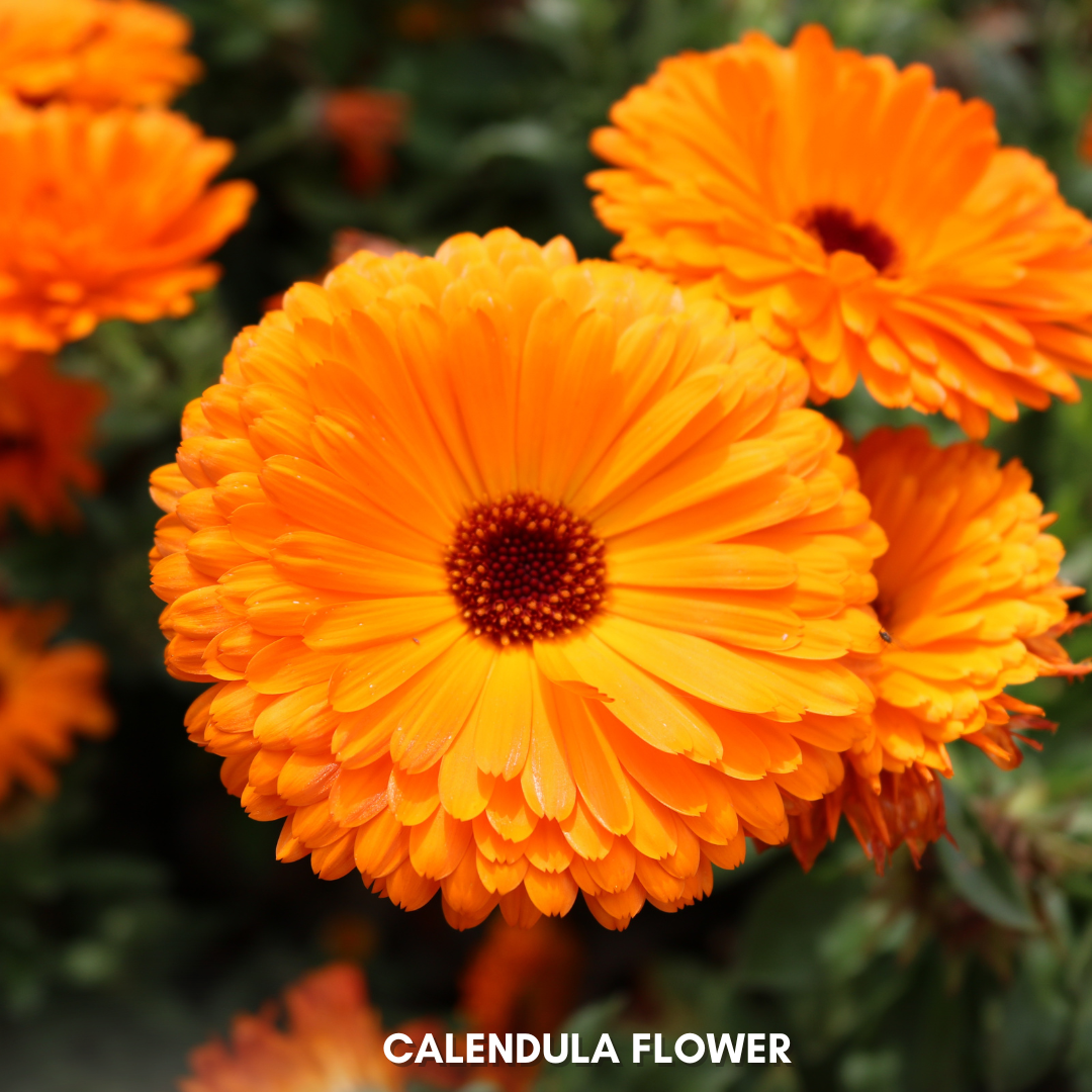 Green Paradise® Calendula Mix (Improved) Seeds Pack