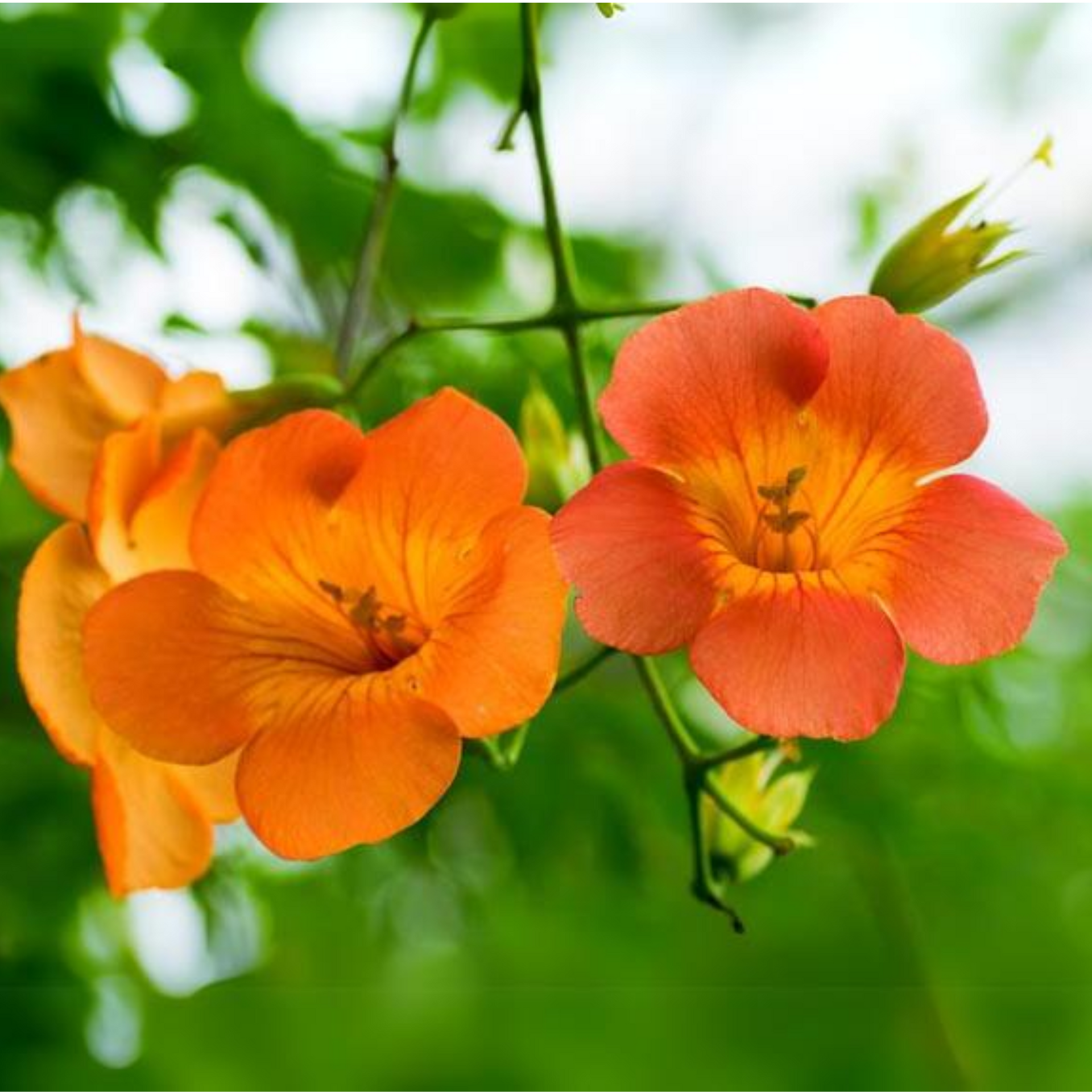 Campsis grandiflora Chinese Trumpet Creeper Orange Live Plant