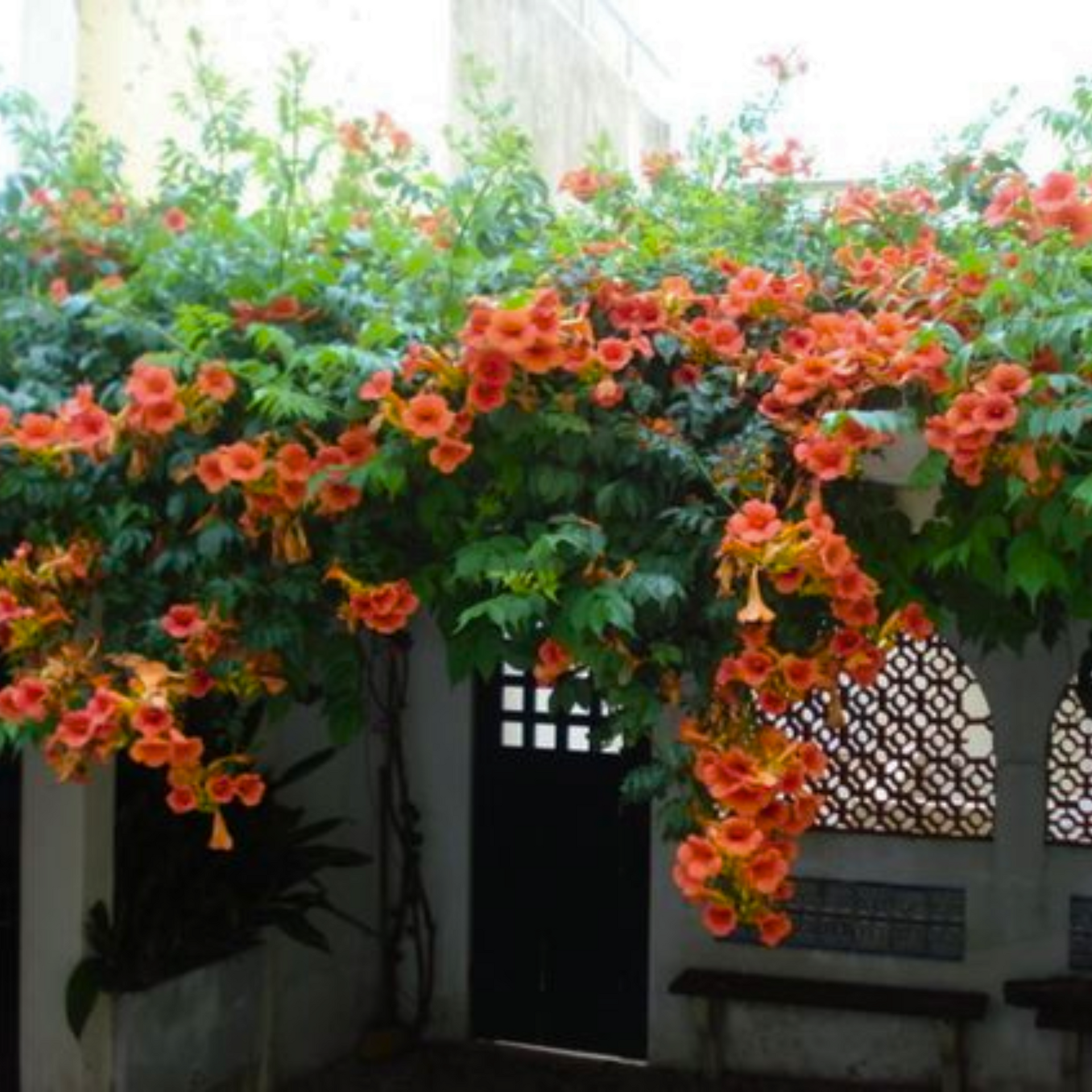 Campsis grandiflora Chinese Trumpet Creeper Orange Live Plant