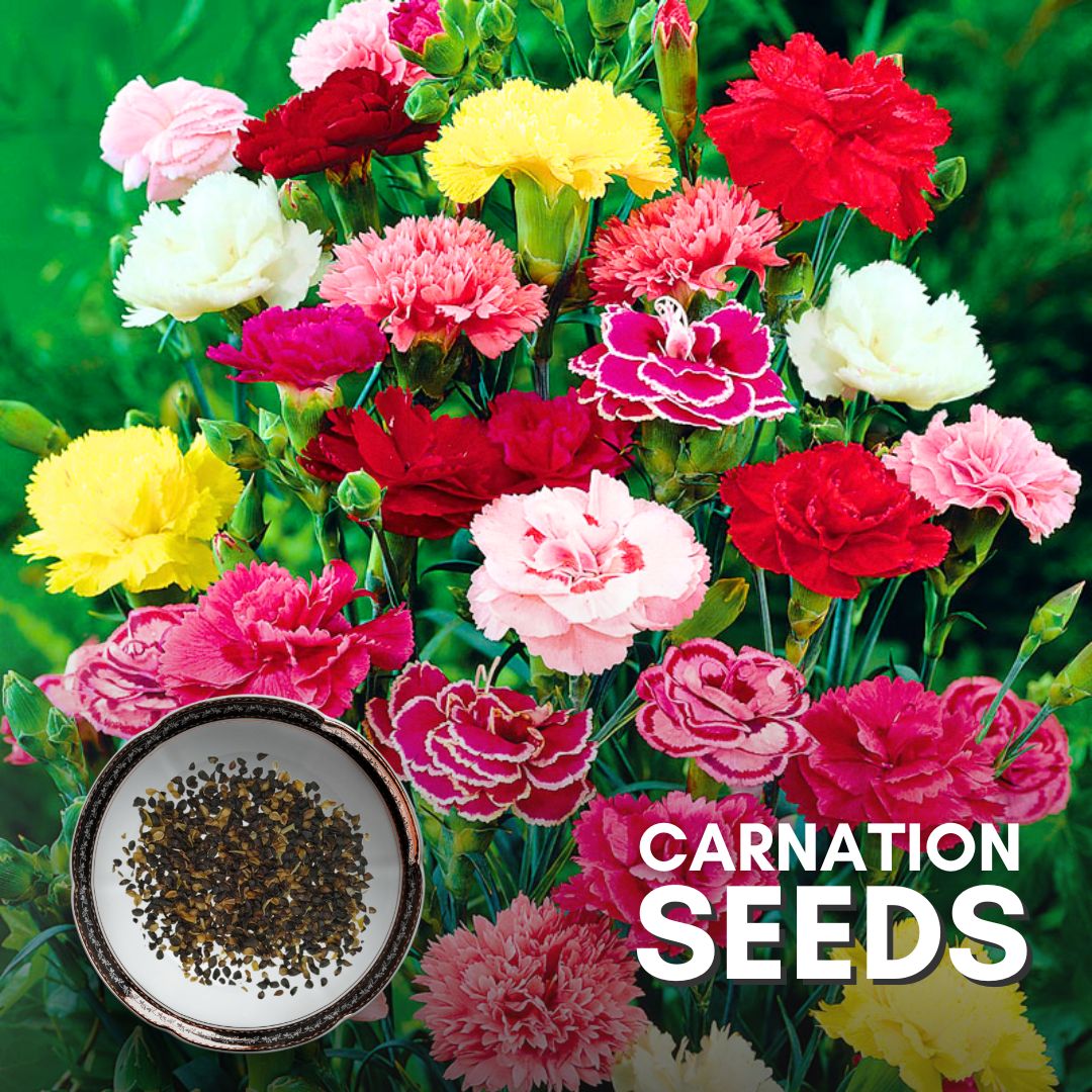 Green Paradise® Carnation Seeds Pack