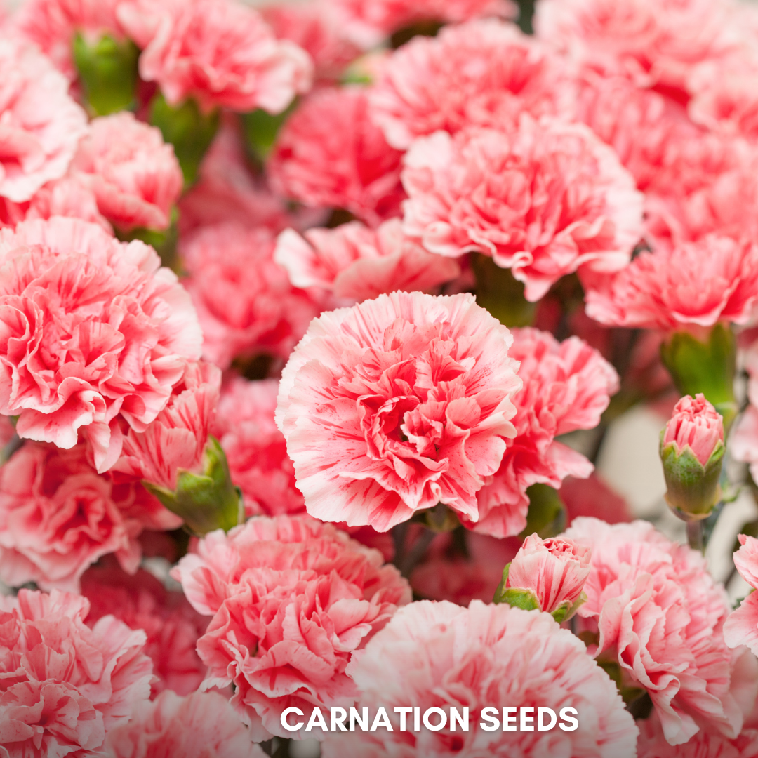 Green Paradise® Carnation Seeds Pack