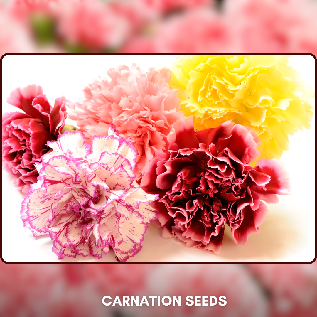 Green Paradise® Carnation Seeds Pack