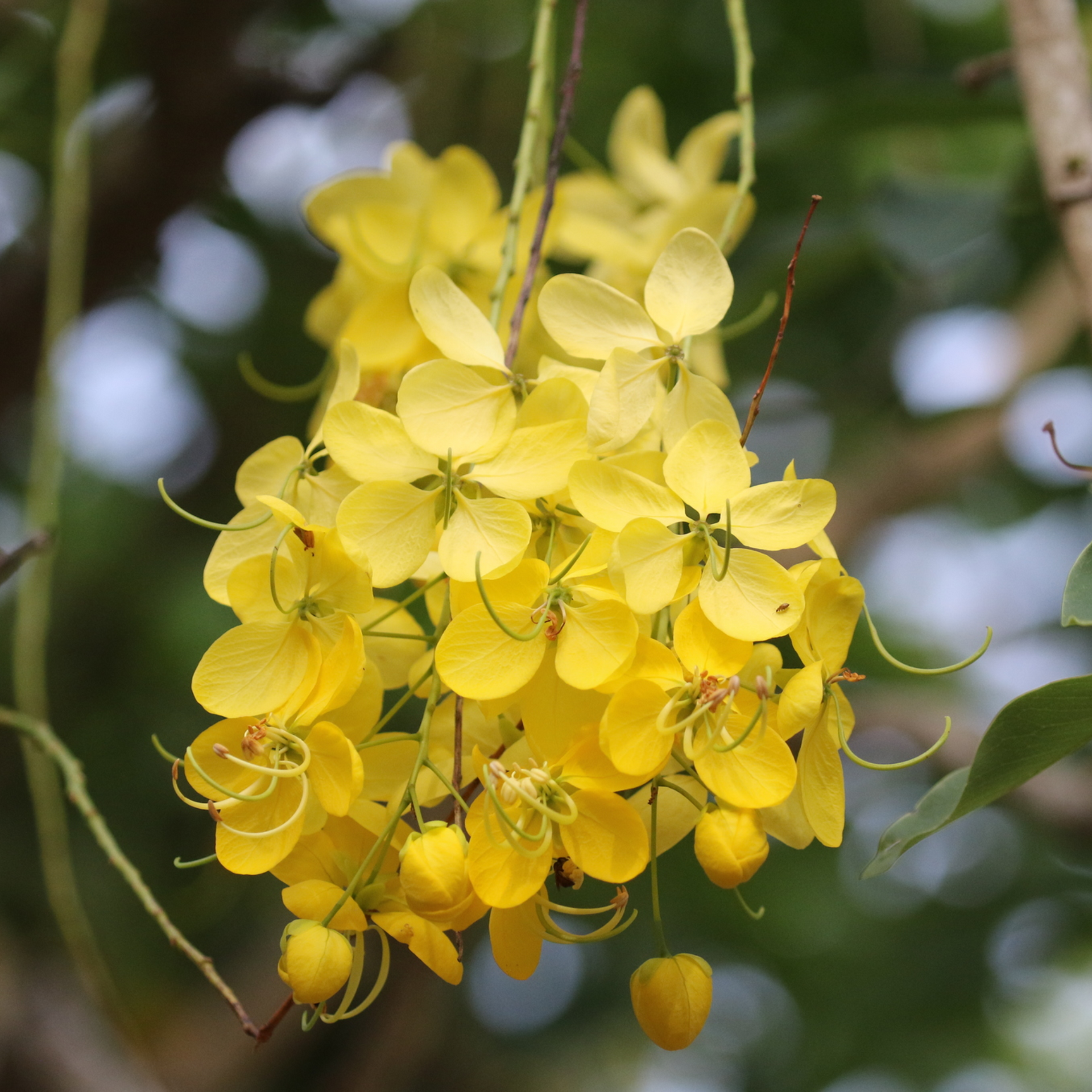 Cassia Fistula Live Plant Garmalo Tree Yellow Flowering Tree Live Sapling Plant In A Poly bag