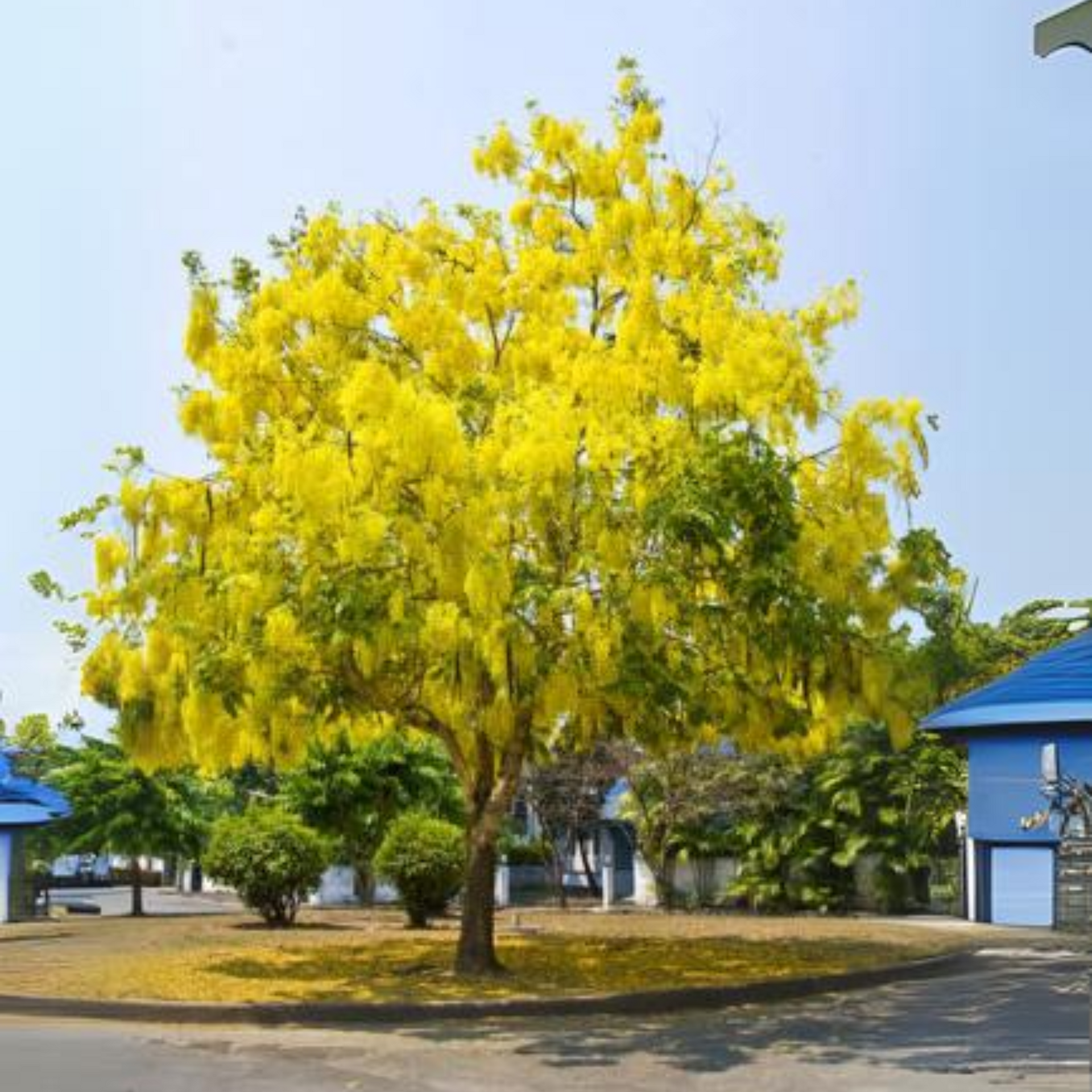 Cassia Fistula Live Plant Garmalo Tree Yellow Flowering Tree Live Sapling Plant In A Poly bag