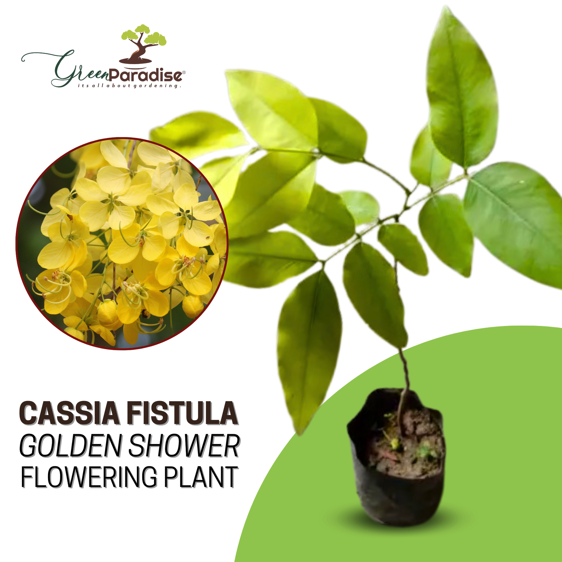 Cassia Fistula Live Plant Garmalo Tree Yellow Flowering Tree Live Sapling Plant In A Poly bag