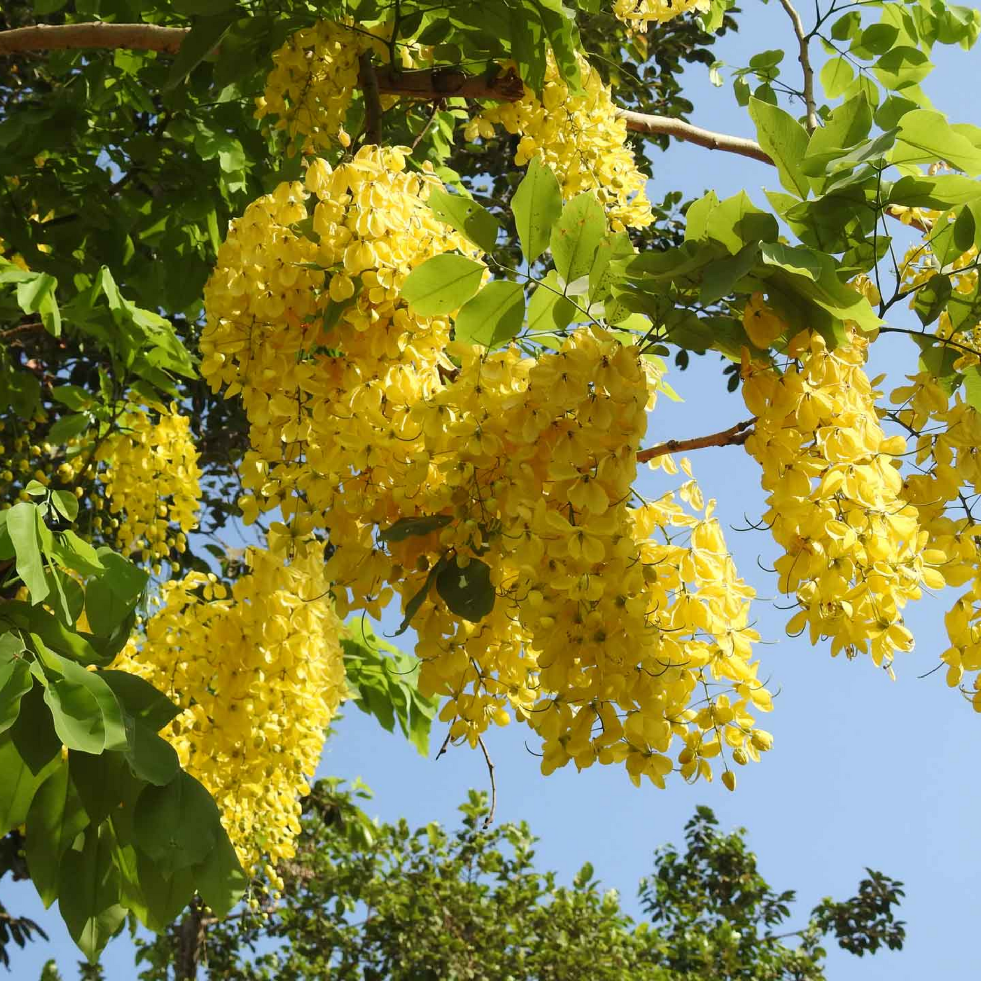 Cassia Fistula Live Plant Garmalo Tree Yellow Flowering Tree Live Sapling Plant In A Poly bag