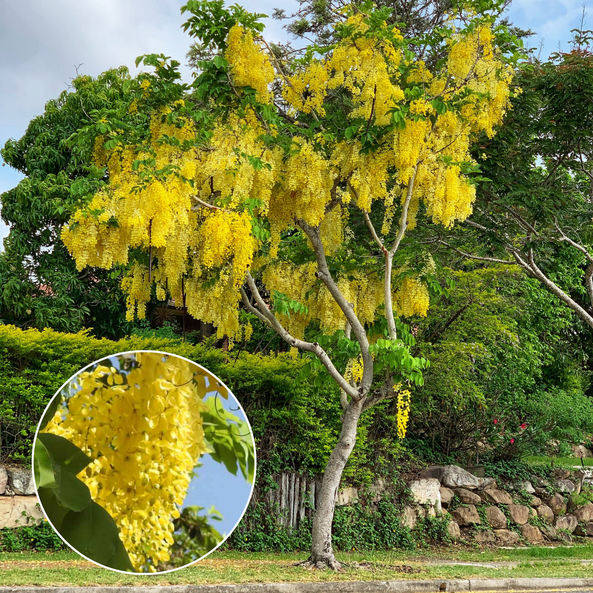 Cassia Fistula Live Plant Garmalo Tree Yellow Flowering Tree Live Sapling Plant In A Poly bag