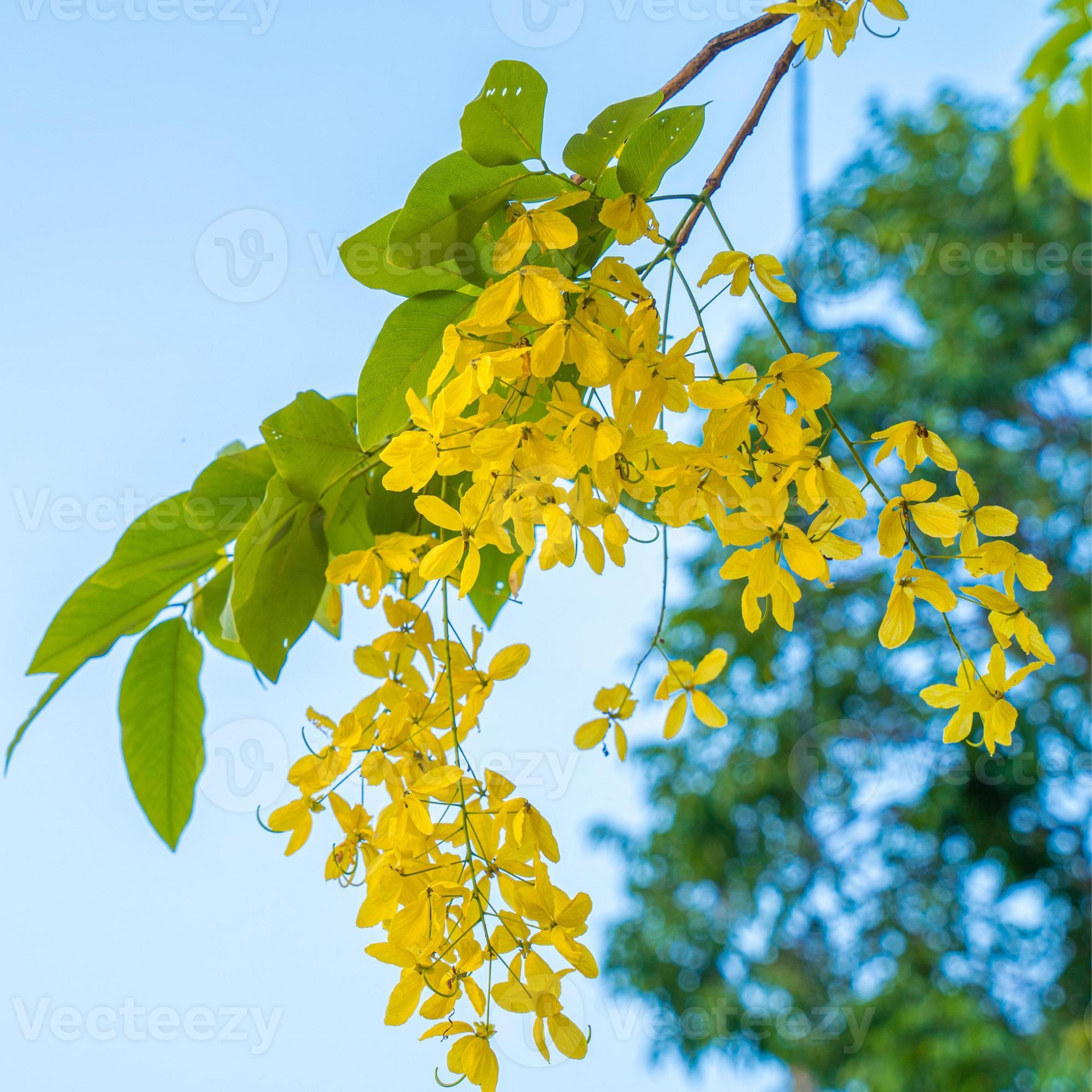 Cassia Fistula Live Plant Garmalo Tree Yellow Flowering Tree Live Sapling Plant In A Poly bag