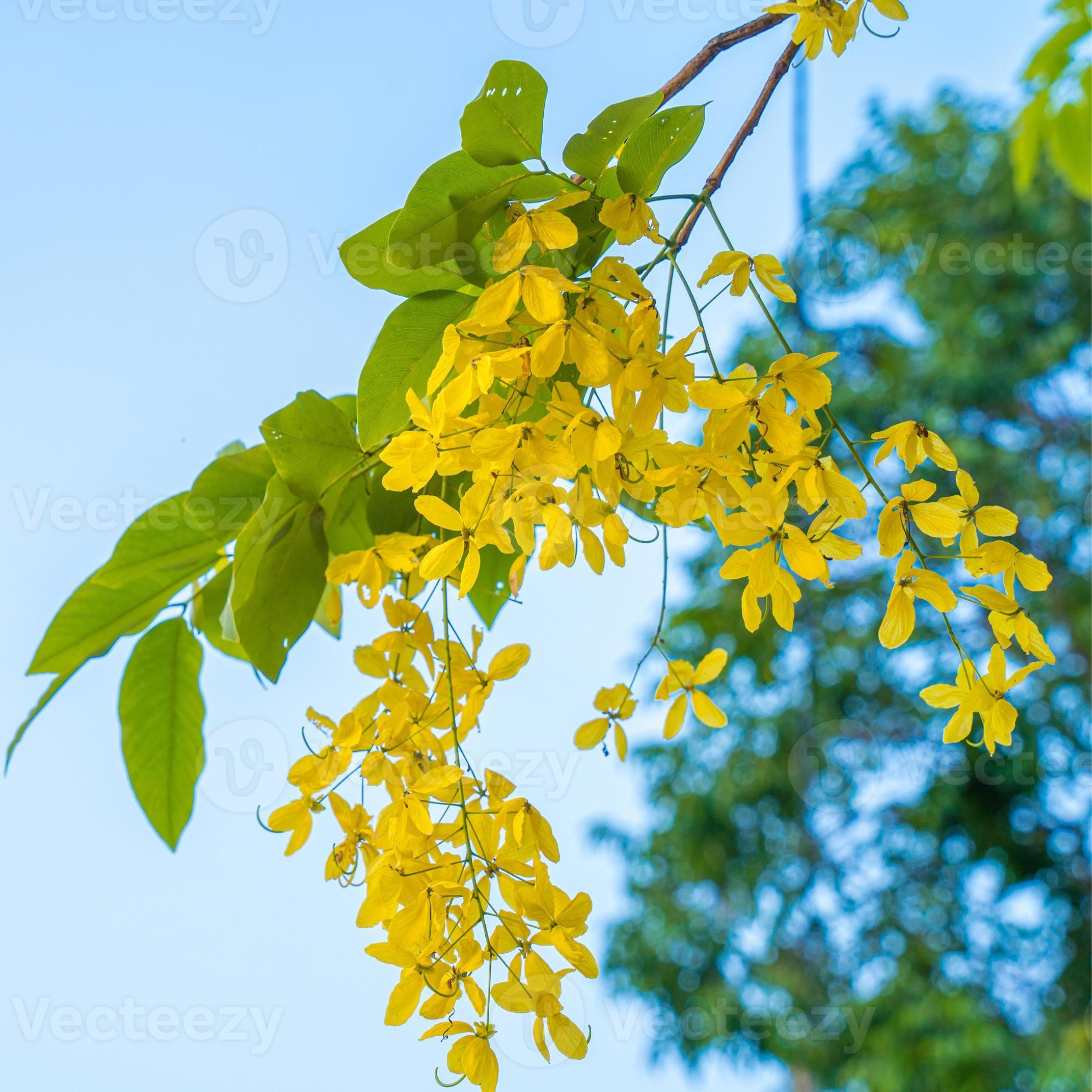 Cassia Fistula Live Plant Garmalo Tree Yellow Flowering Tree Live Sapling Plant In A Poly bag
