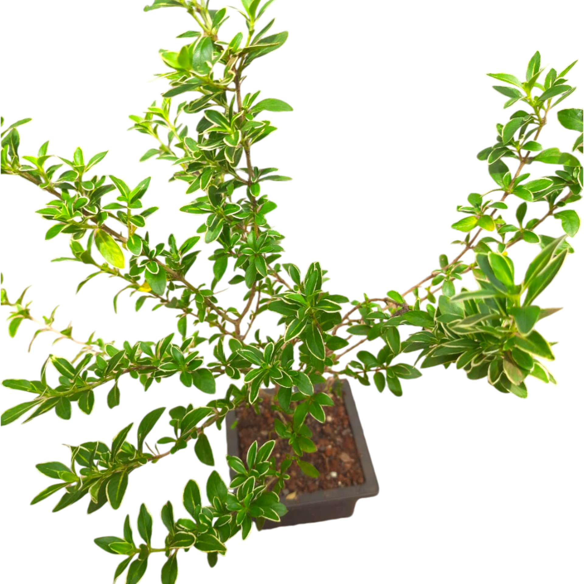 Snow Rose Serissa Pre Bonsai Plant With Plastic Pot