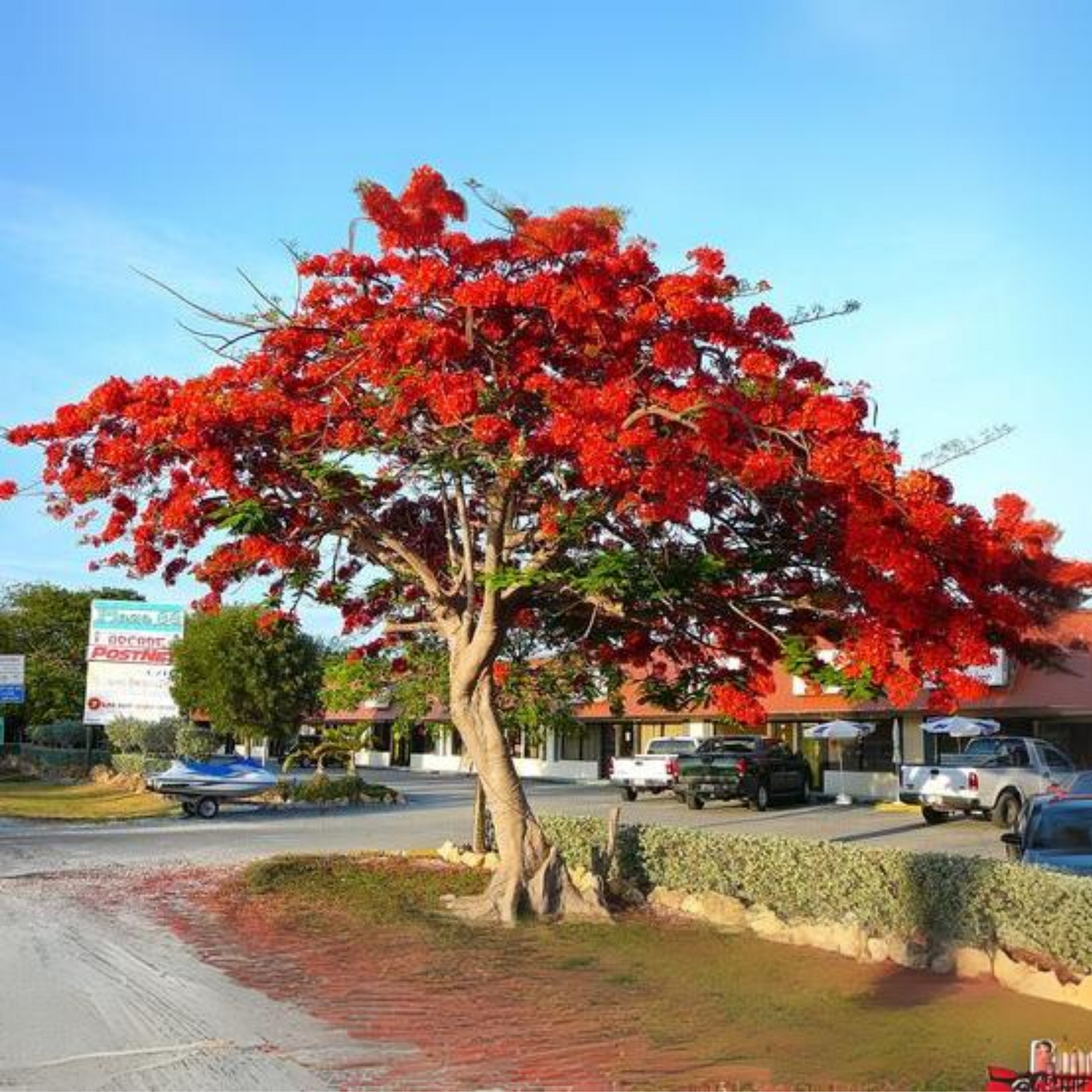 Green Paradise Gulmohar Live Plant