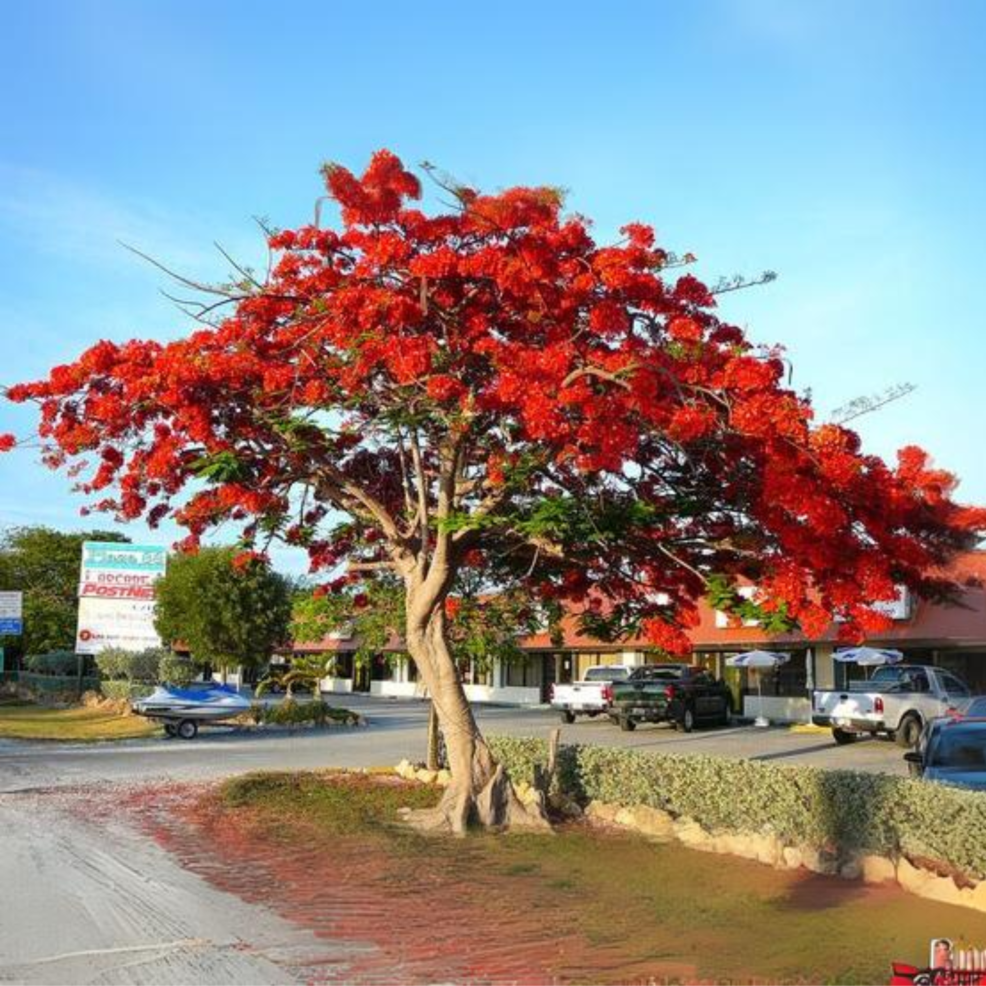 Green Paradise Gulmohar Live Plant
