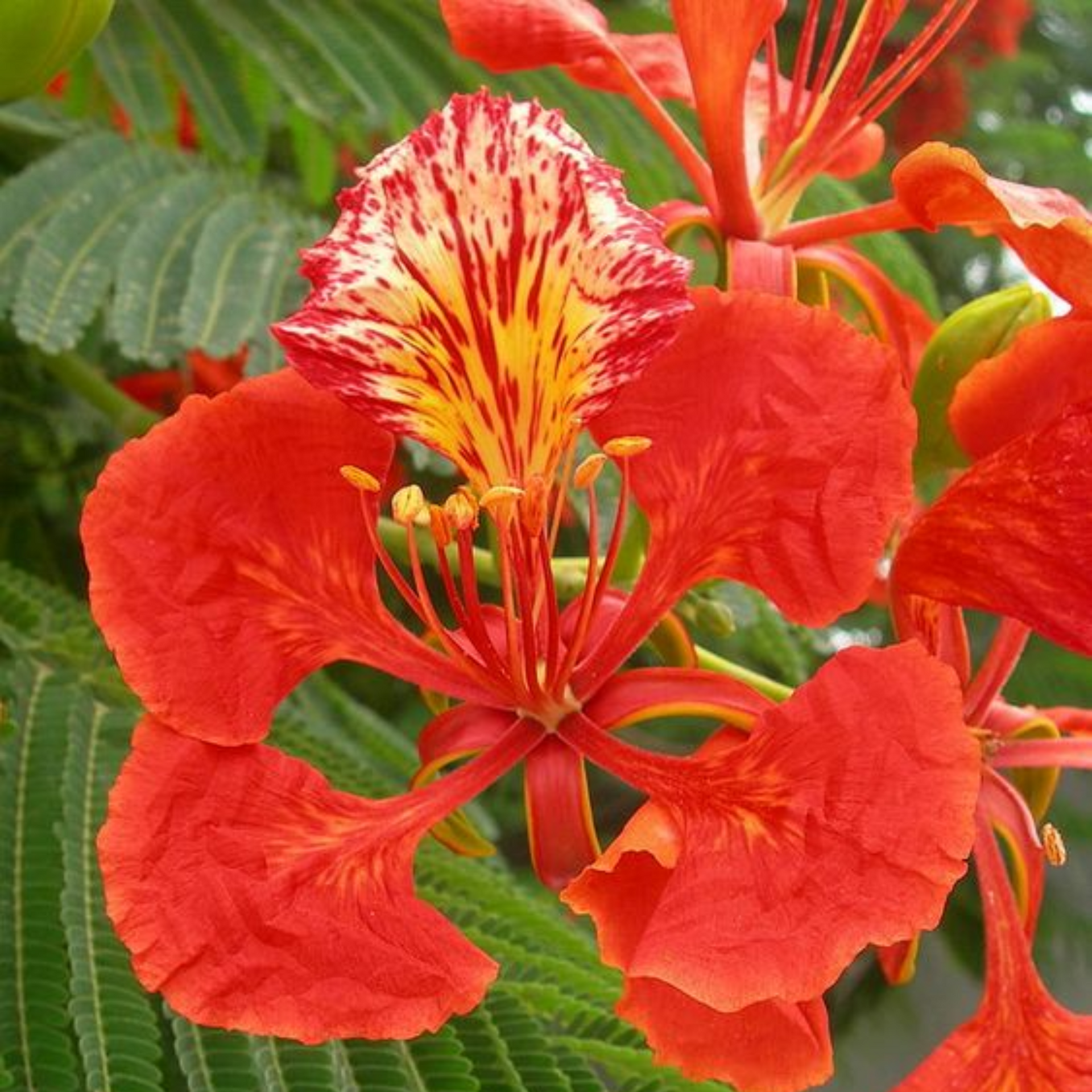 Green Paradise Gulmohar Live Plant