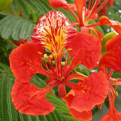 Green Paradise Gulmohar Live Plant