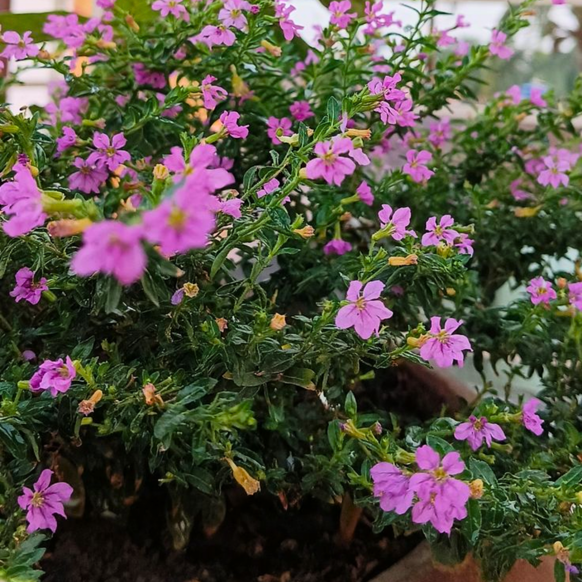 Green Paradise® Cuphea Hyssopifolia Purple Mexican Plant Full Year Flowering Live Plant