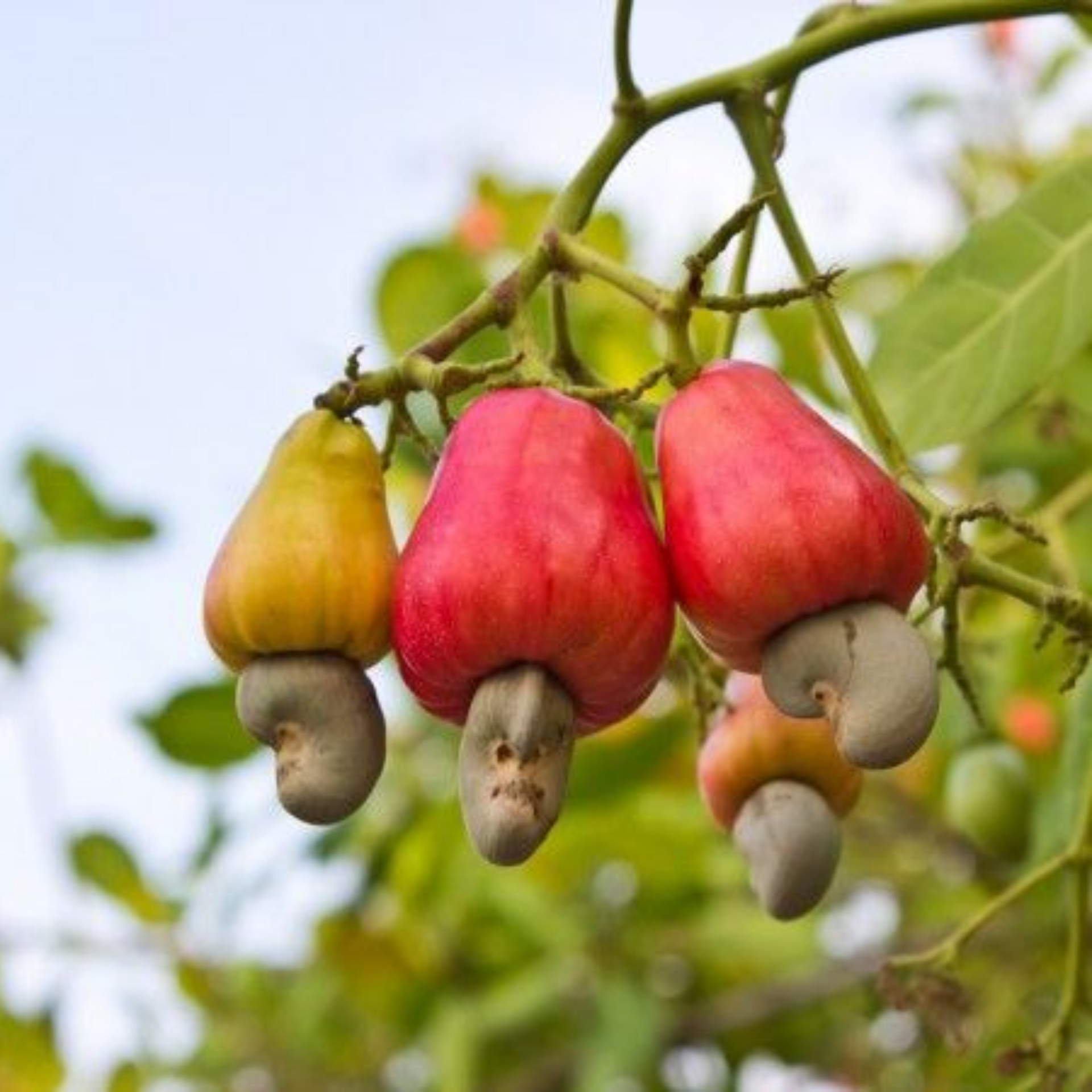 Cashew nut Live plant kaju Live Plant