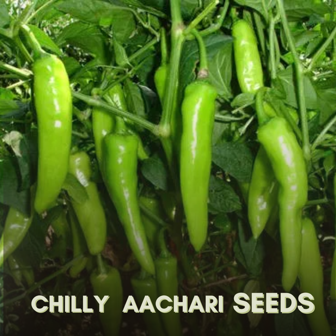 Green Paradise® Chilly Achari F1 Hybrid Seeds Pack