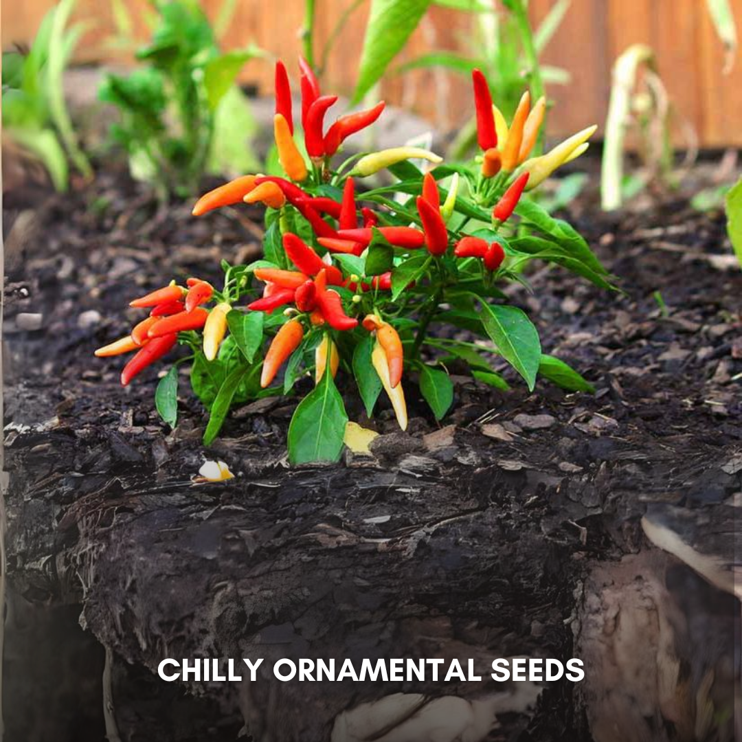 Green Paradise® Chilly Ornamental Seeds Pack