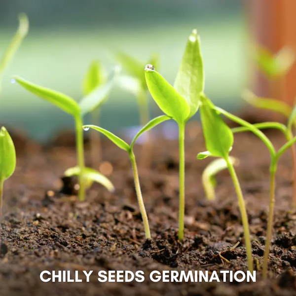 Green Paradise® Chilly F1 Hybrid Seeds Pack