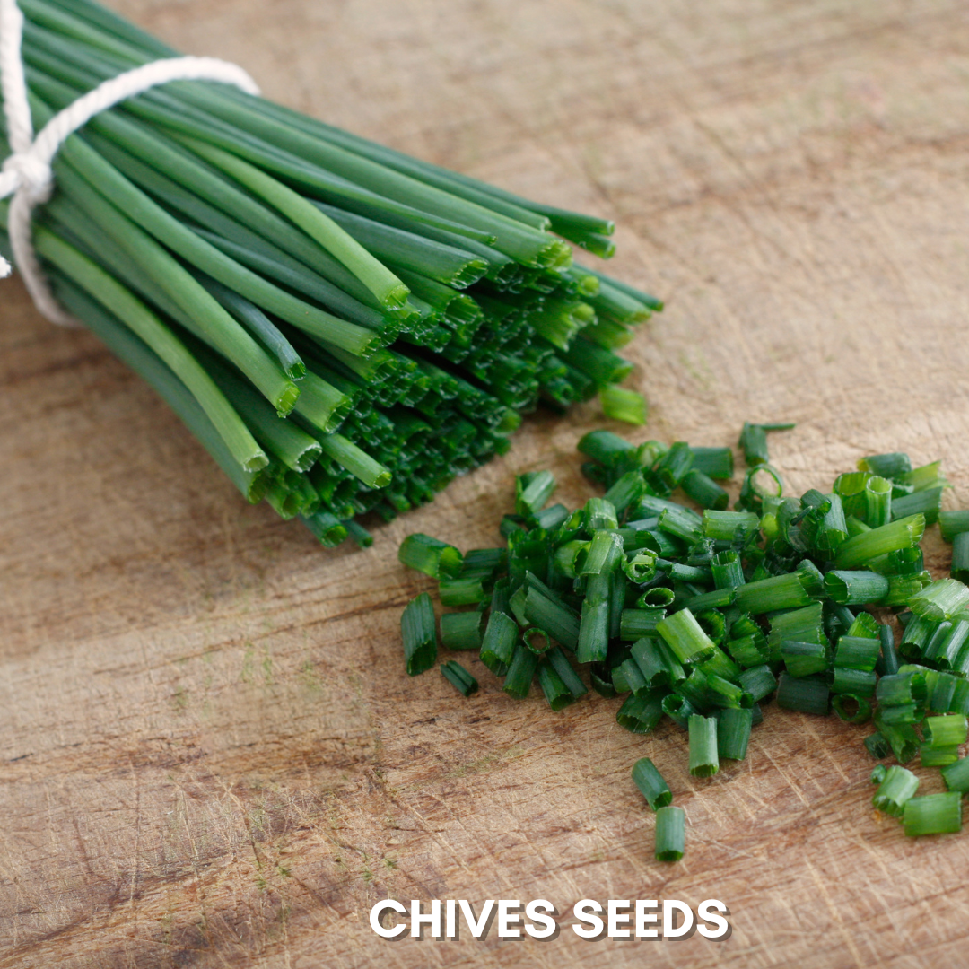 Green Paradise® Chives IMP.(Herbs) Seeds Pack