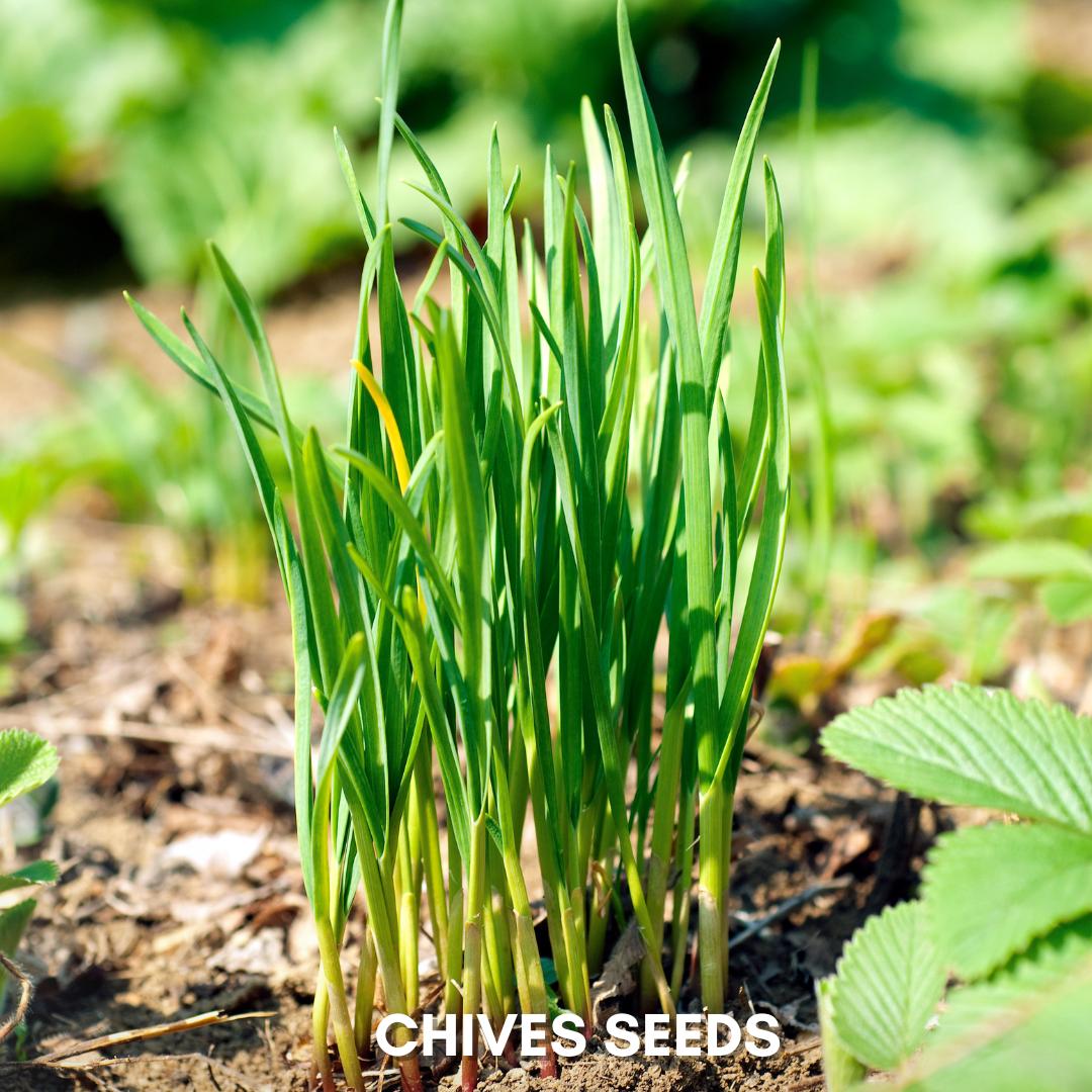 Green Paradise® Chives IMP.(Herbs) Seeds Pack