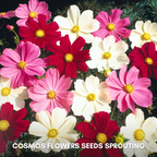 Green Paradise® Cosmos Mix Flower Seeds Pack