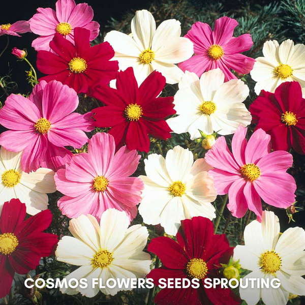Green Paradise® Cosmos Mix Flower Seeds Pack