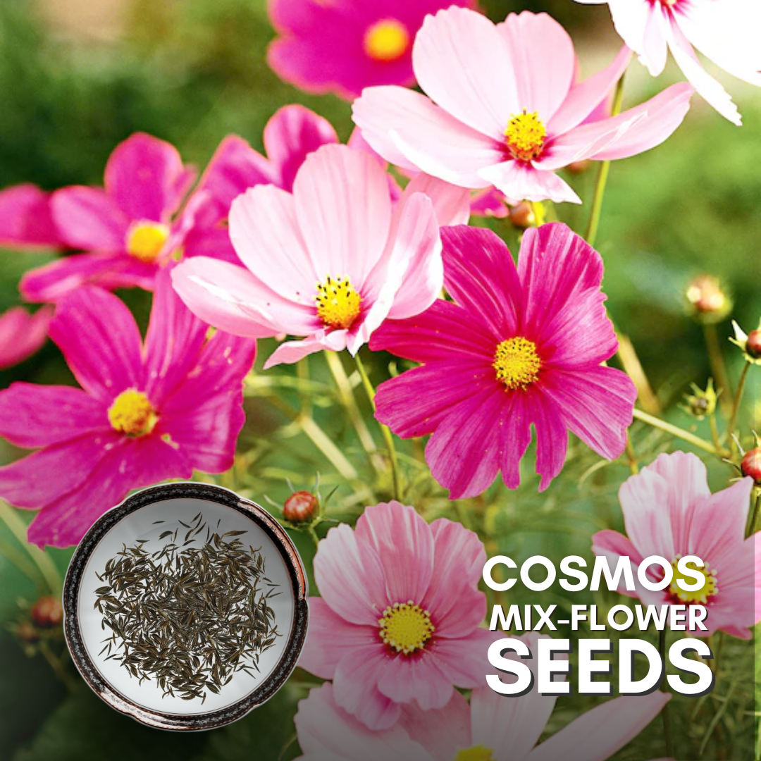 Green Paradise® Cosmos Mix Flower Seeds Pack